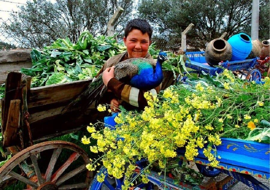 Çeşme Eşek Adası 8