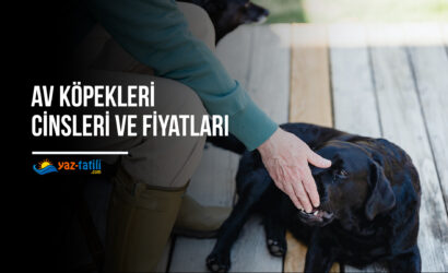 Av Köpekleri Cinsleri Ve Fiyatları