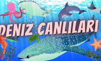 Deniz Canlıları: Plajda Karşılaşabileceğiniz Deniz Hayvanları Rehberi