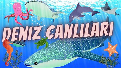 Deniz Canlıları: Plajda Karşılaşabileceğiniz Deniz Hayvanları Rehberi