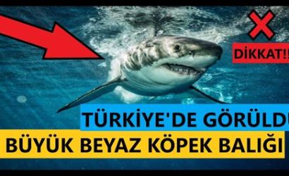 Türkiye'de Köpek Dostu Plajlar