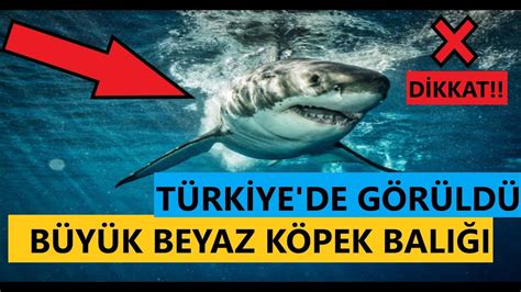 Türkiye'de Köpek Dostu Plajlar
