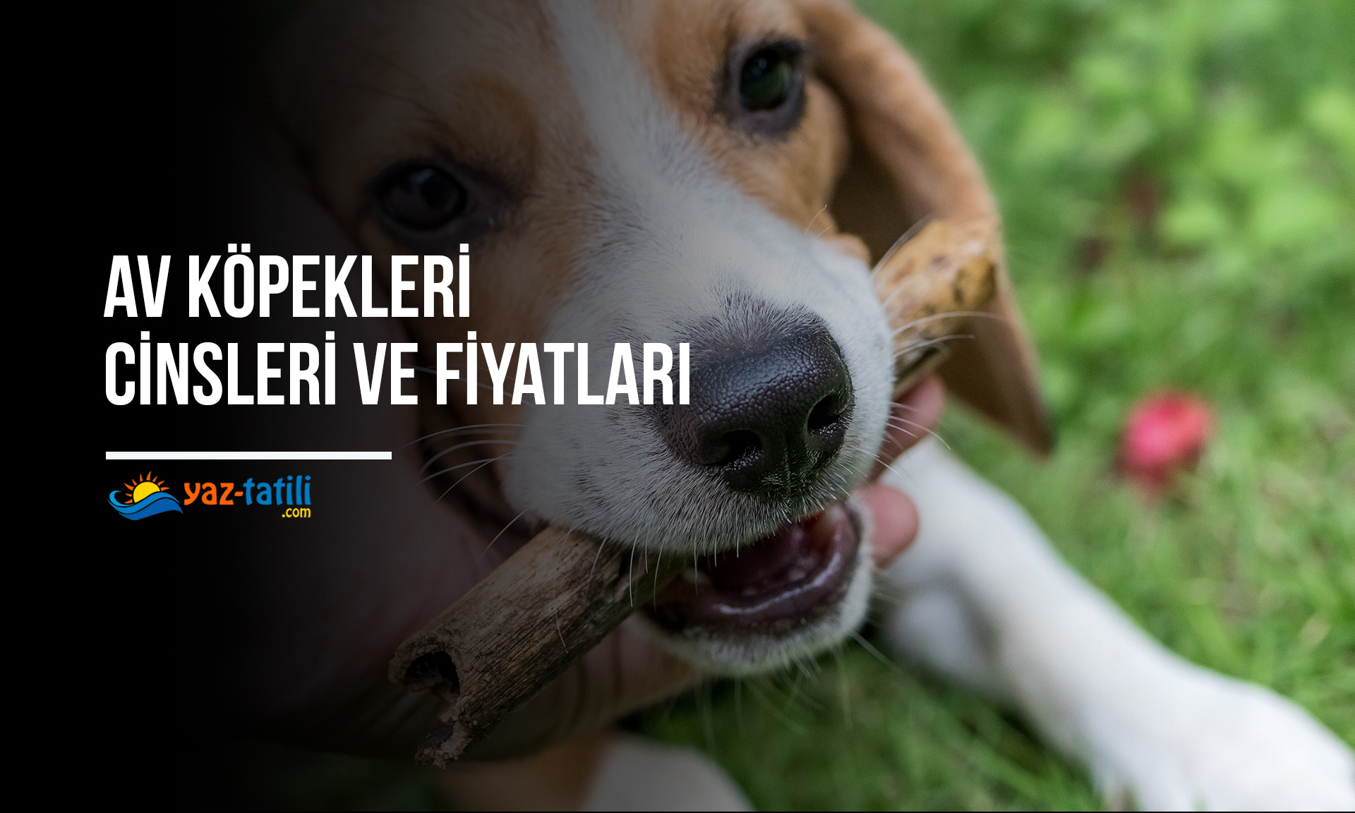 Av Köpekleri Cinsleri Ve Fiyatları