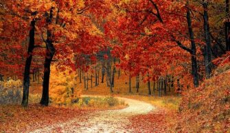 Belgrad-Ormani-Detayli-