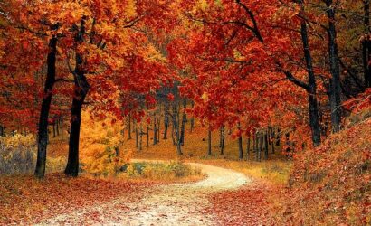 Belgrad-Ormani-Detayli-