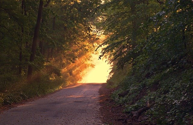 Belgrad Ormanı 2