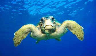 Caretta Caretta 1