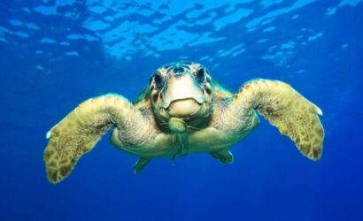 Caretta Caretta 1
