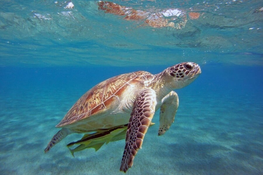 Caretta Caretta 1