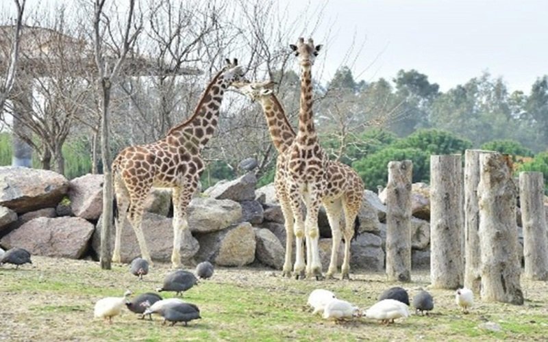 Darıca Hayvanat Bahçesi Nerede