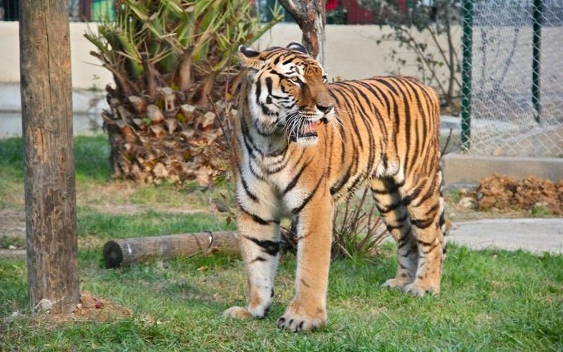 Darıca Hayvanat Bahçesi