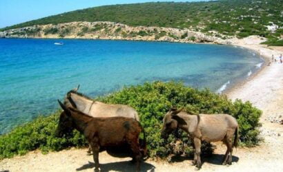 Eşek Adası 1