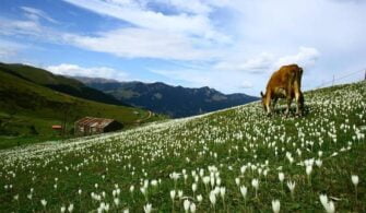 Maçka – Kiraz Yaylası