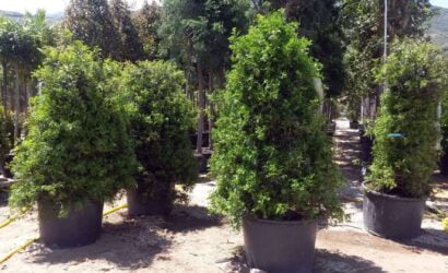 Sakızağacı koruluğu 1