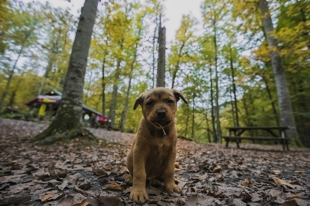 Yedigöller Milli Parkı Bolu