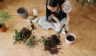 Yuka Bitkisi Yaprakları Neden Sararır