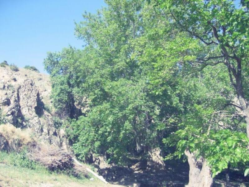 Anıt Çınar Ağacı – Tunceli