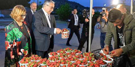 Antalya Serik Kadriye Çilek Festivali