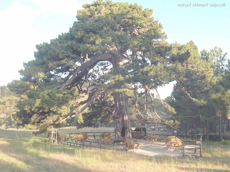 Beyağaç Topuklu Yaylası – Denizli