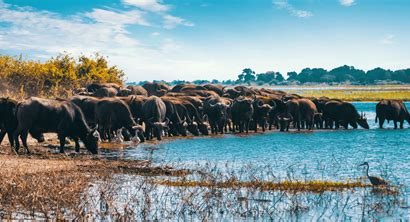 Botswana Rehberi