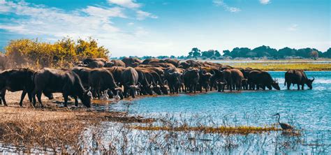 Botswana Rehberi