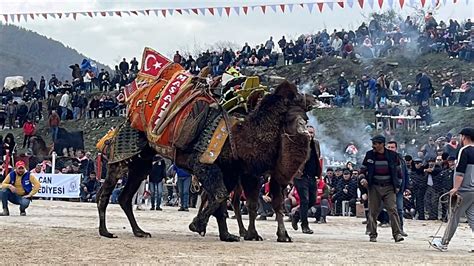 Çanakkale Geleneksel Umurbey Deve Güreşi Festivali