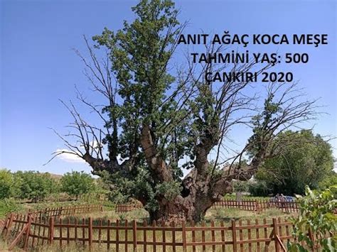 Çankırı Karacaözü Köyü Koca Meşe Şenliği