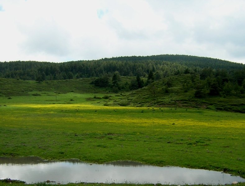 Yapraklı Büyük Yayla