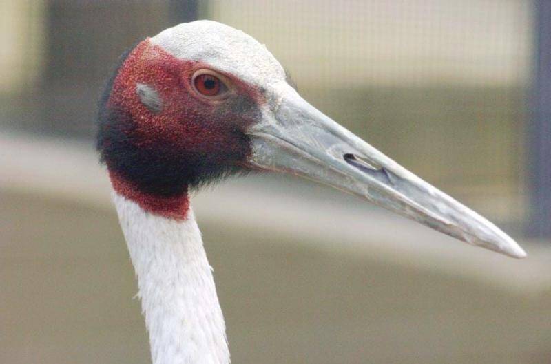 Darıca Faruk Yalçın Hayvanlar Alemi Botanik Bahçesi – Darıca – Kocaeli