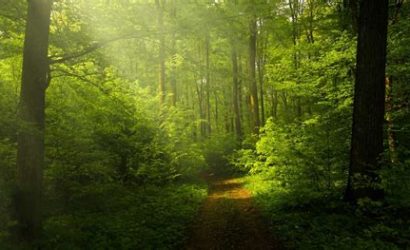 Dünyanın En Büyük Ormanları