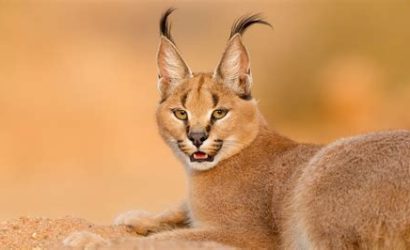 Dünyanın En Tehlikeli Hayvanları