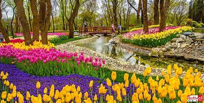 Etkileyici Doğa Festivalleri: Lale Festivali