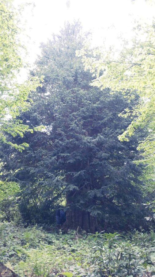 Gümeli Tabiat Alanı – Zonguldak
