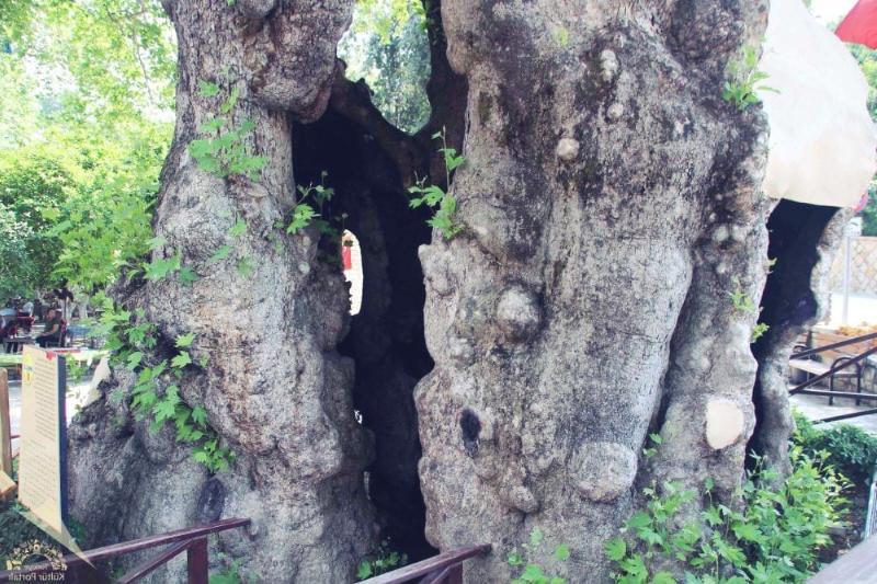 Hıdırbey Musa Ağacı – Hatay