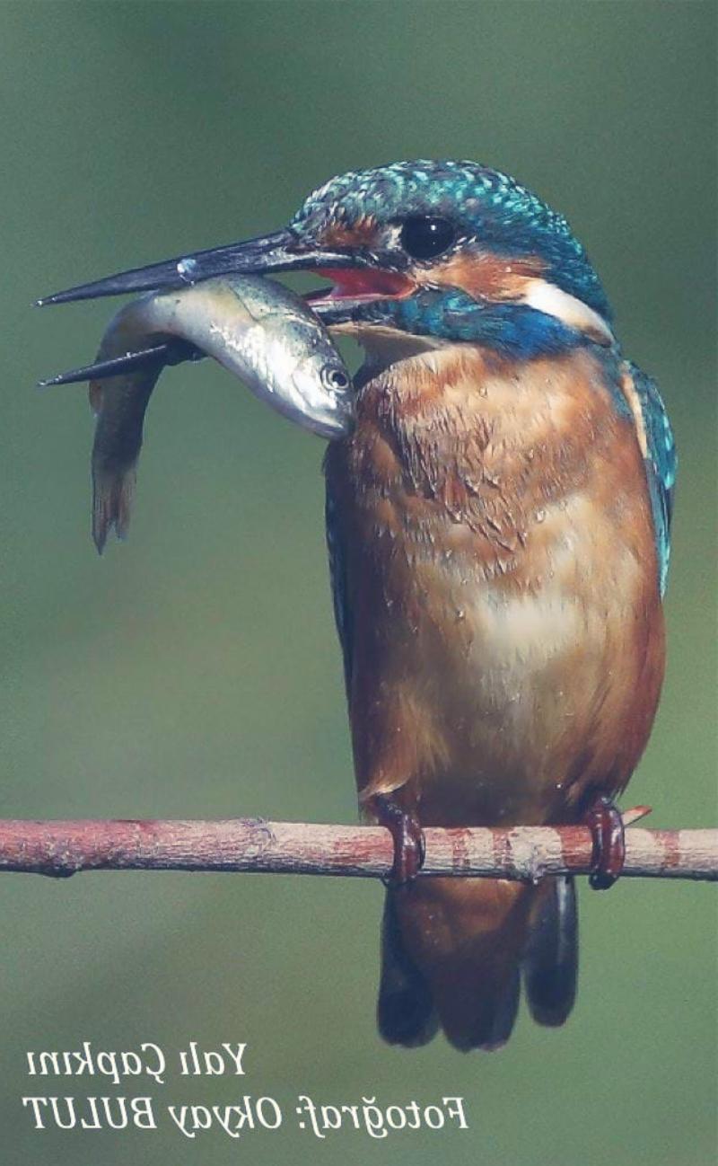 İzmir Kuş Cenneti – İzmir