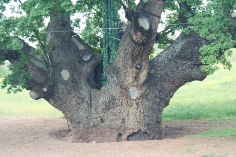 Koca Meşe – Çankırı