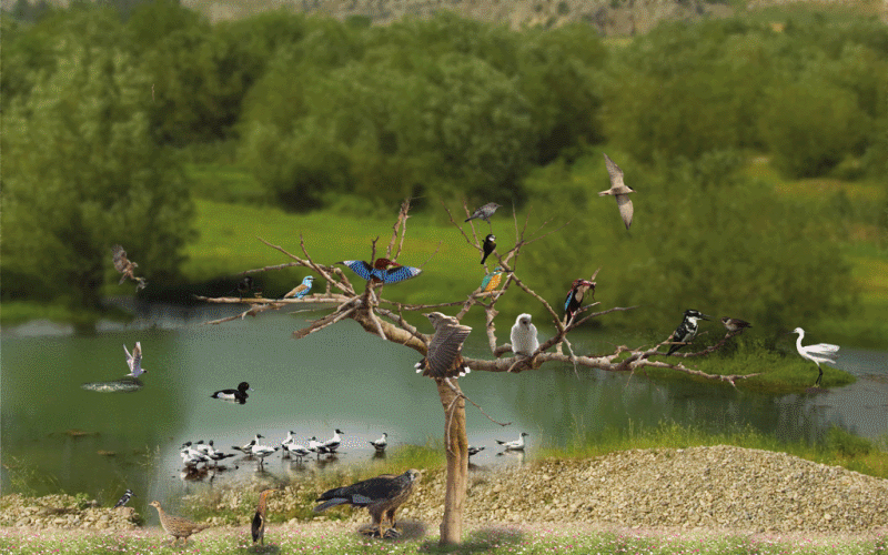 Kırmıtlı Kuş Cenneti Osmaniye