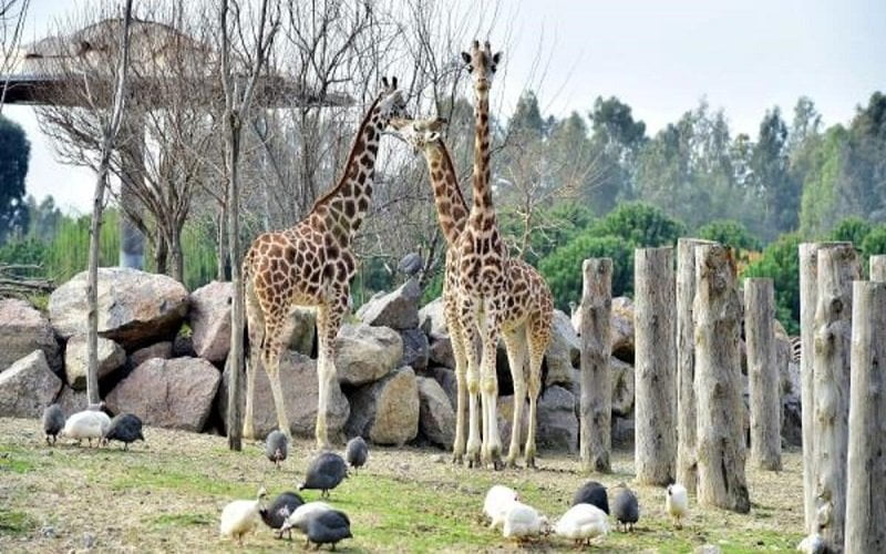 Sasalı Hayvanat Bahçesi - İzmir
