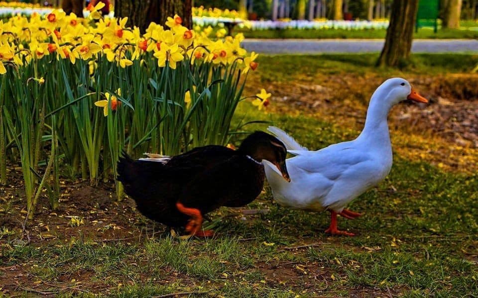 Soğanlı Botanik Parkı