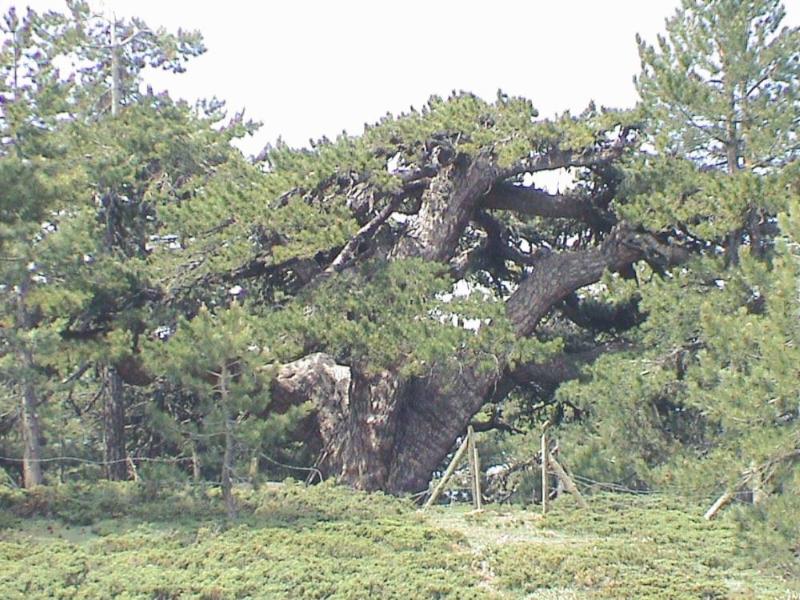 Tepedelen Çamı – Uşak