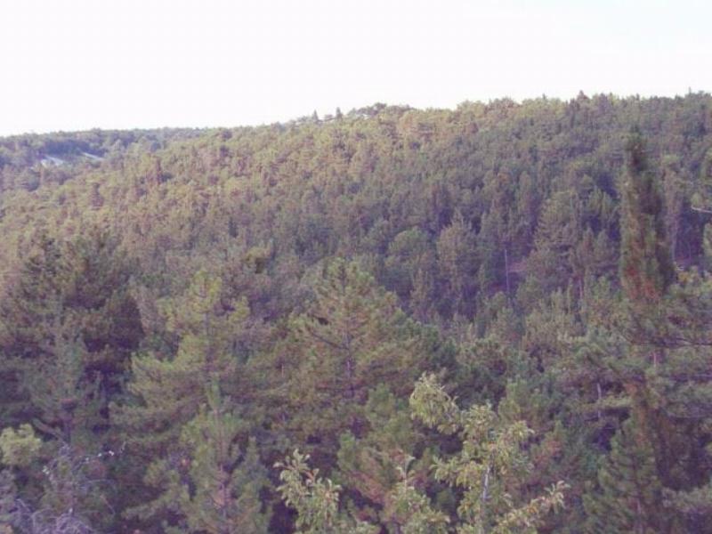 Vakıf Çamlığı Tabiatı Koruma Alanı – Kütahya