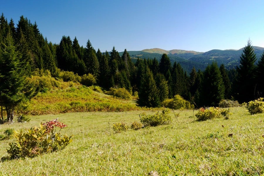 Çambaşı Yaylası 3