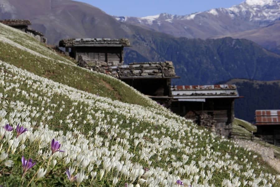 Çiçekli Yaylası 4