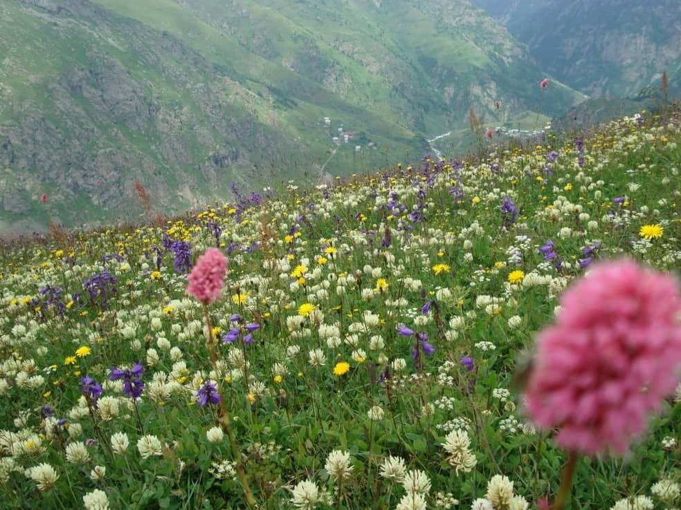 Çiçekli Yaylası