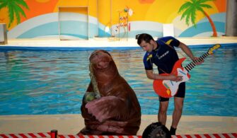 Dolphinarium İstanbul